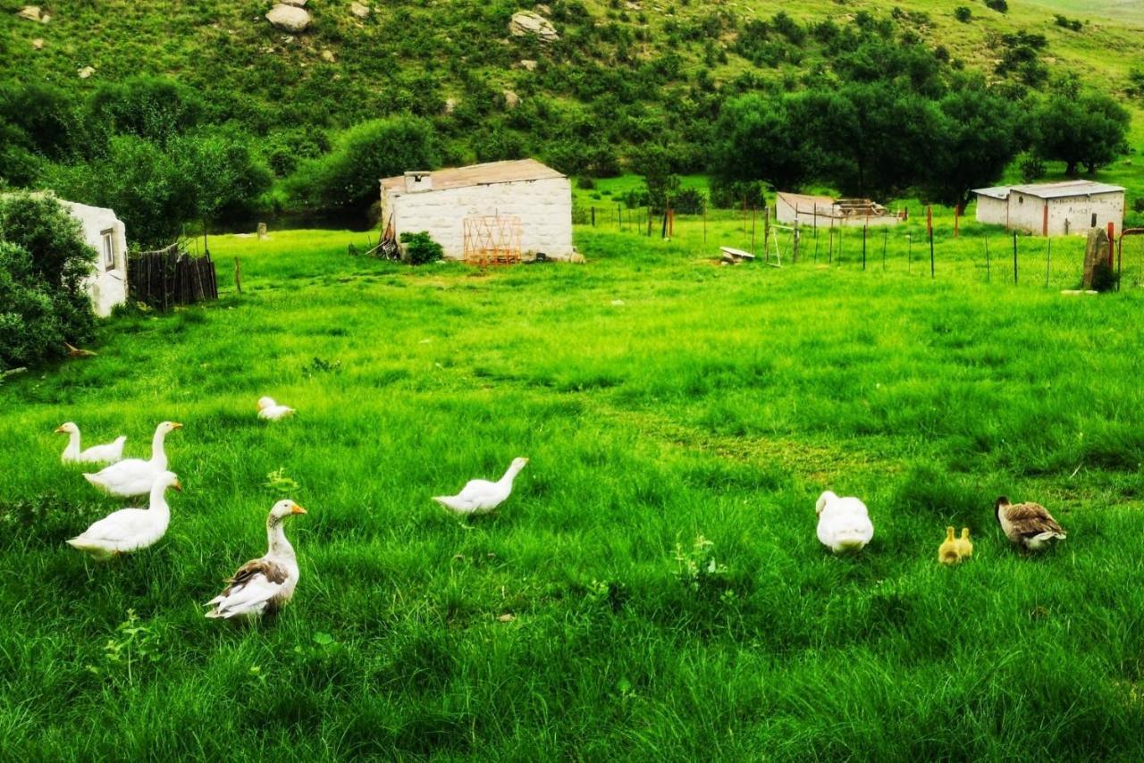 Van Reenen Oban Historical Guest Farmヴィラ エクステリア 写真